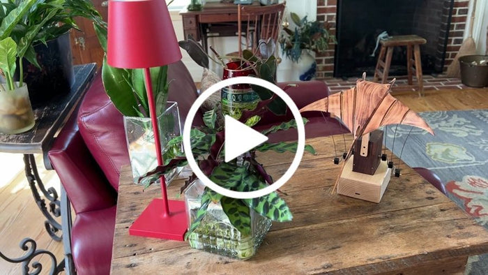 Tracy C R.: Manta ray automaton on a wooden table in a living room beside a red lamp and plants, from an owner clip.