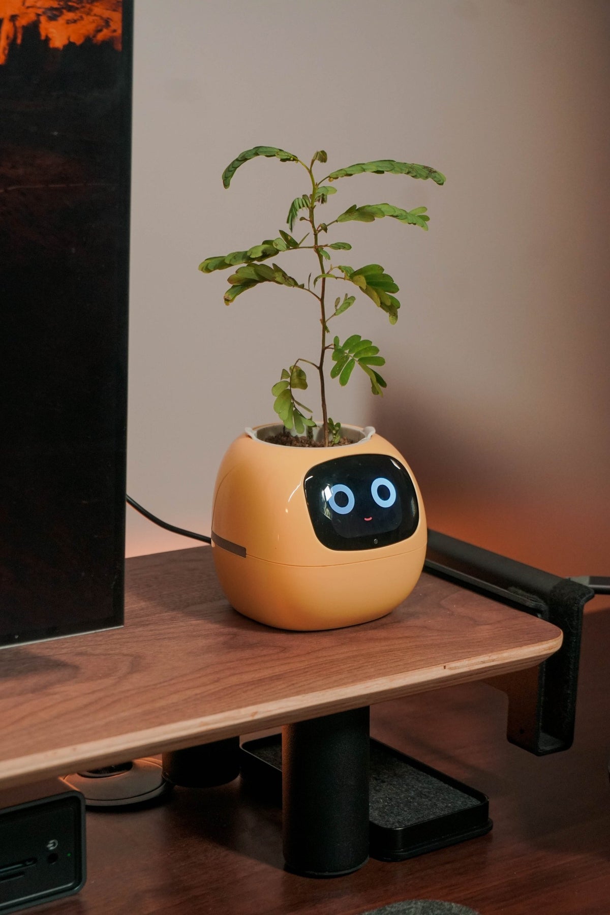 Small robot plant pot on the walnut monitor shelf